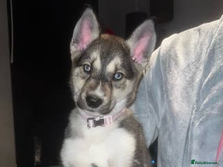 Huskita dogs Huskita 8 weeks puppy - Advert 1