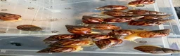 Snails invertebrates for sale: *URGANT* Baby land African snails for sale  in Melksham - Advert 3