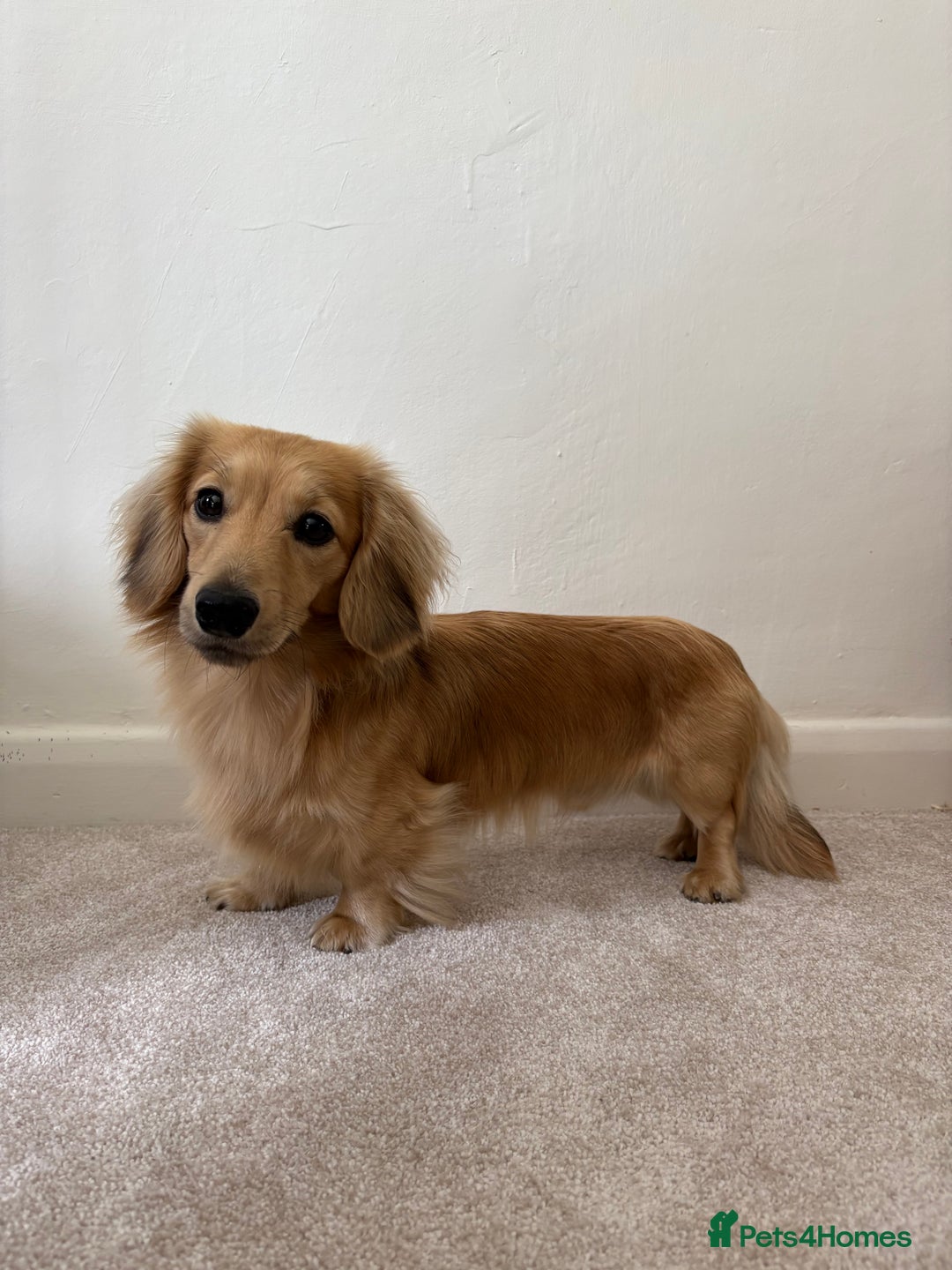 Miniature Dachshund dogs for stud: Cream Shaded LongHaired Miniature Dachshund KC Reg - Advert 5