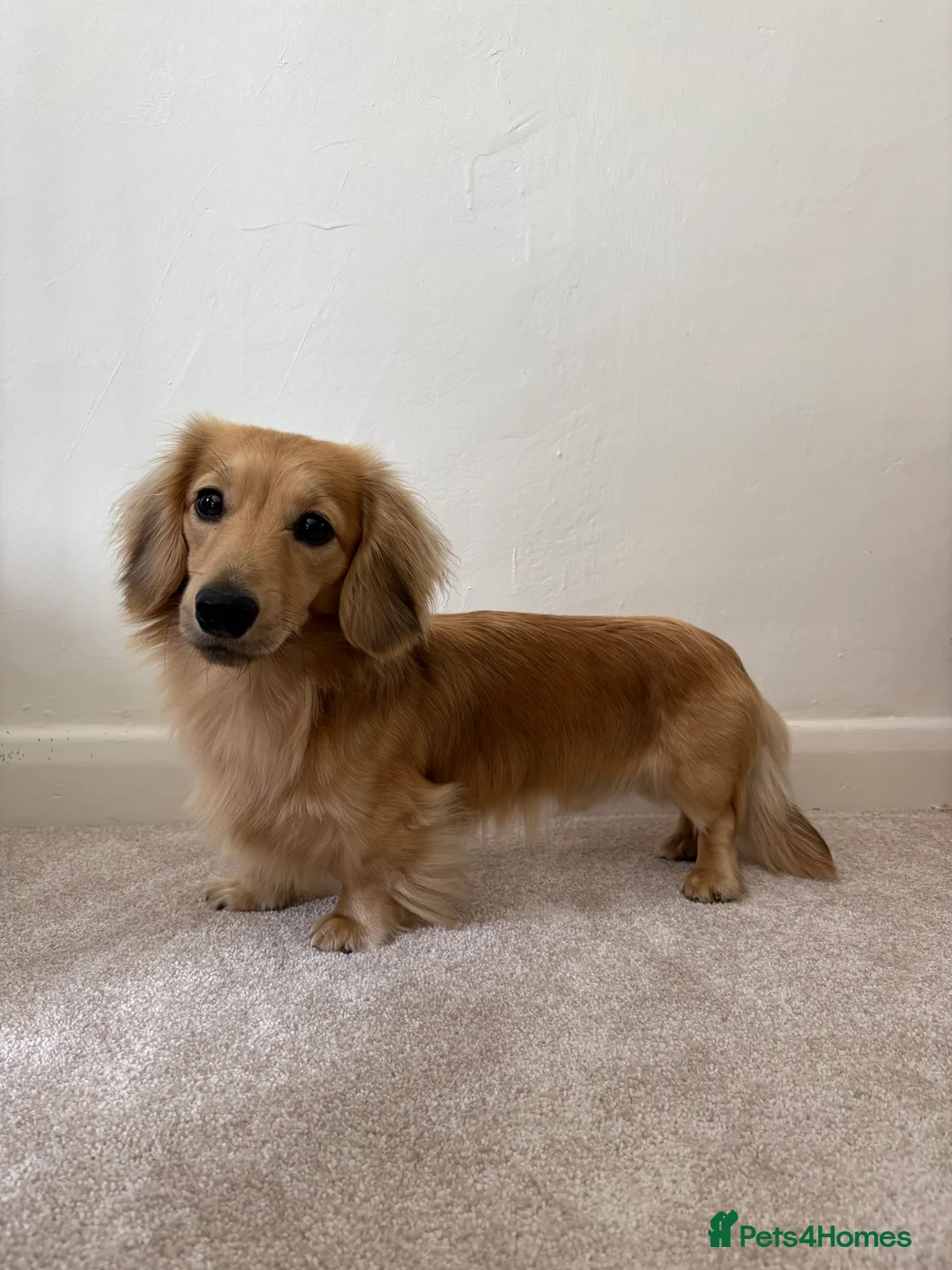 Miniature Dachshund dogs for stud: Cream Shaded LongHaired Miniature Dachshund KC Reg - Advert 5