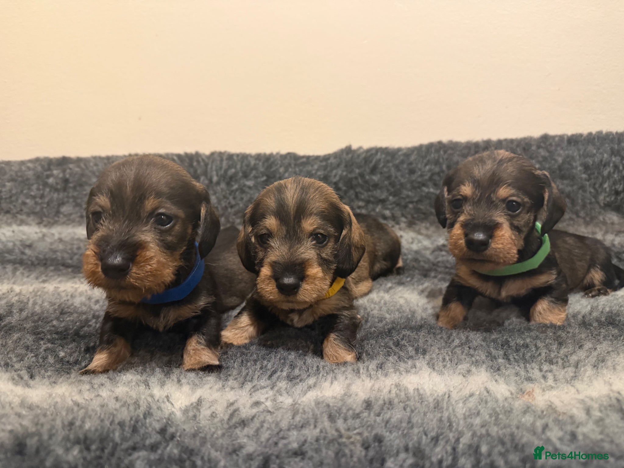 Dachshund dogs Traditional Teckle pups  - Advert 8