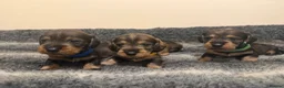 Dachshund dogs for sale: Traditional Teckle pups  - Advert 1