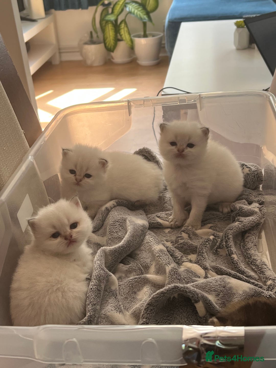 British Longhair cats for sale: Stunning British Longhair Kittens Ready to collect - Image 5
