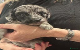 Maltipoo dogs for sale: Maltipoo rare merle colours  - Image 4