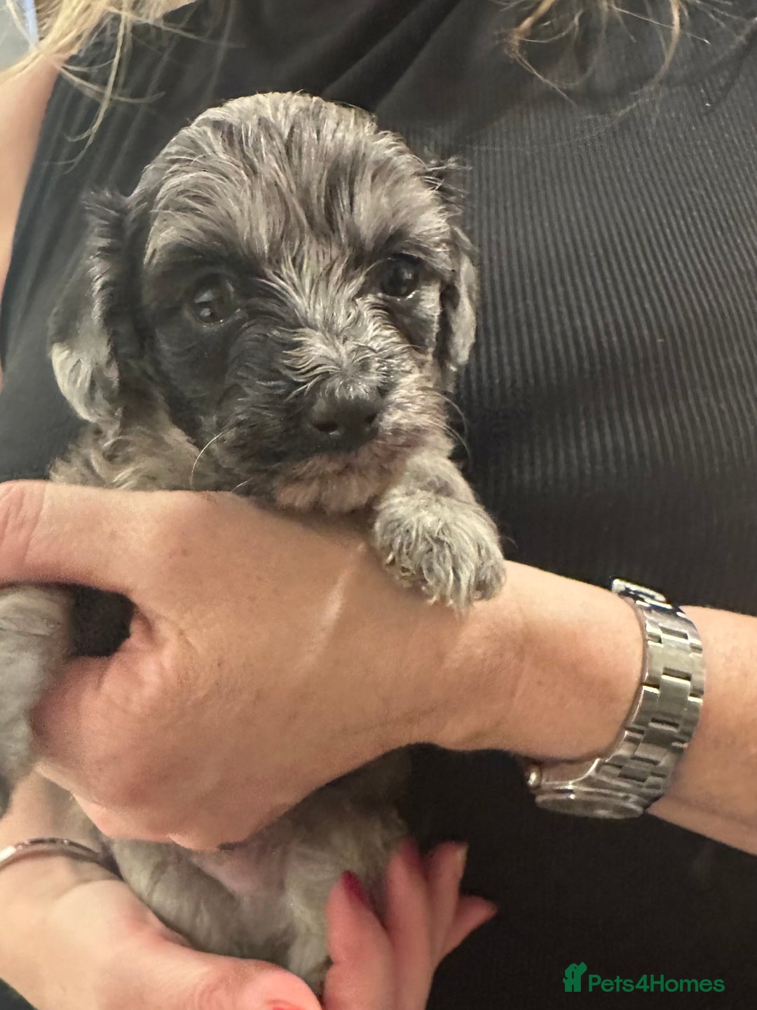 Maltipoo dogs for sale: Maltipoo rare merle colours  - Image 4