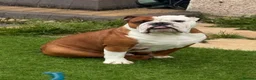 English Bulldog dogs for stud: Red and white English bulldog  in Bathgate - Advert 2