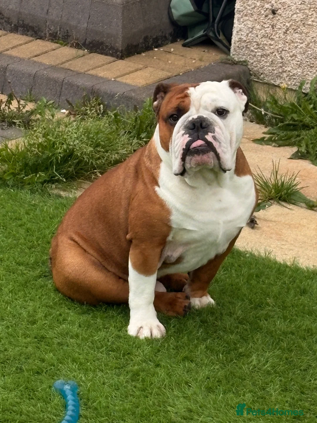English Bulldog dogs for stud: Red and white English bulldog  in Bathgate - Advert 2