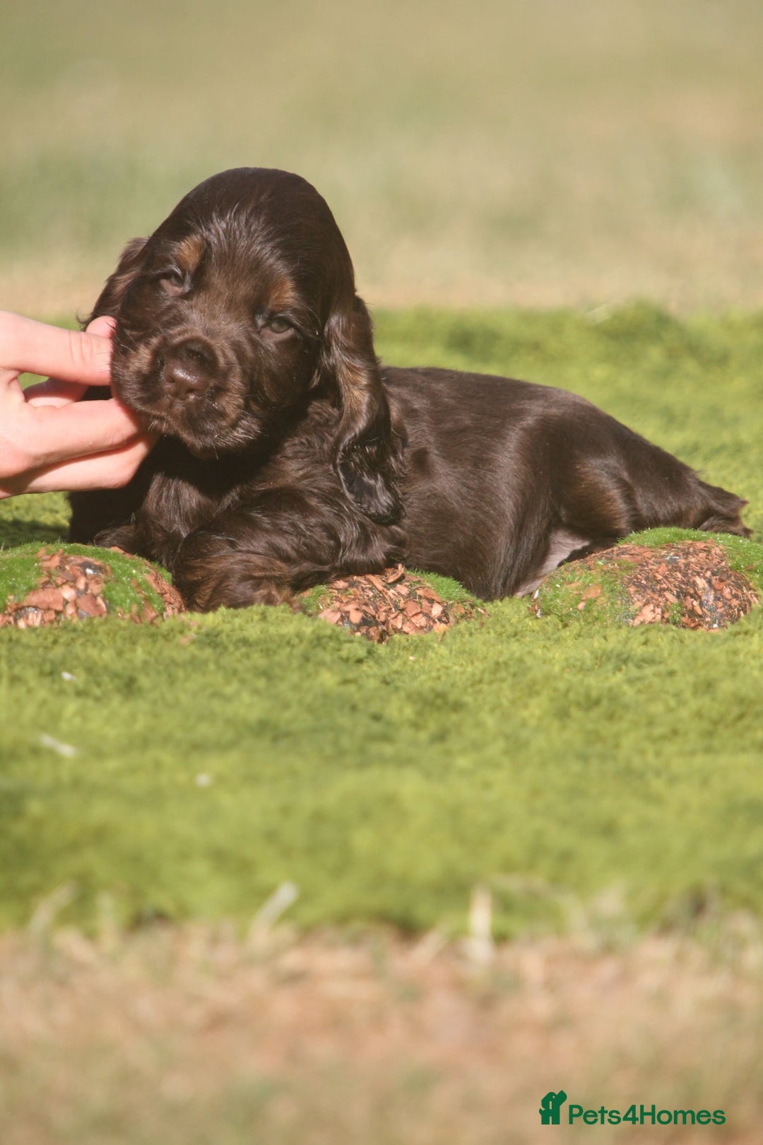 Cocker Spaniel dogs for sale: Show type cocker spaniel pups by Rosie - Image 13