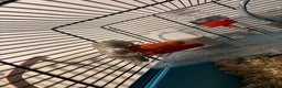 Mouse rodents for sale: Two Female Mice and Cage  - Advert 5