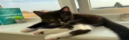Mixed Breed cats for sale: LOVING TUXEDO - Advert 5