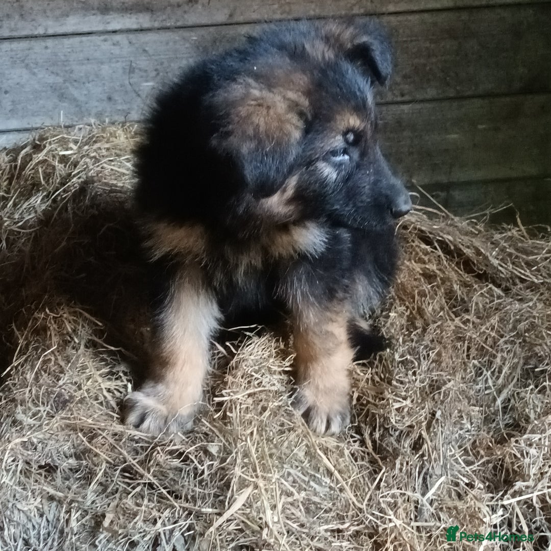German Shepherd dogs for sale: German Shepherd puppies - Image 3