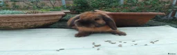 Mini Lop rabbits for sale: Pretty (Mostly) Female Minilop and Dwarf Lop - Advert 3