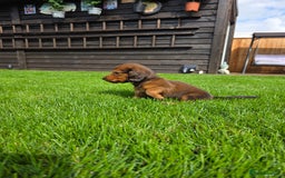 Dachshund dogs for sale: Red long-haired standard dachshund puppies - Image 29