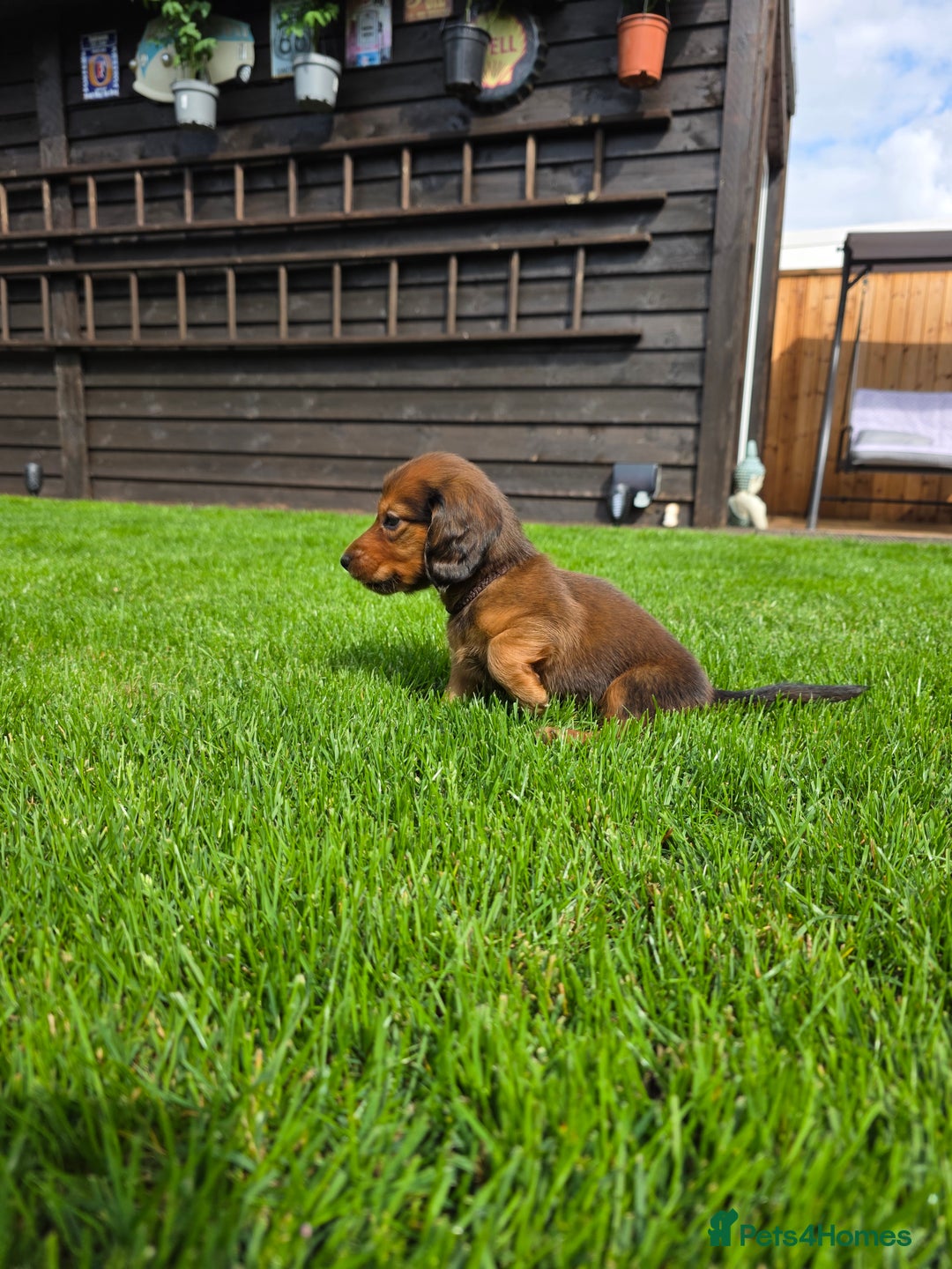 Dachshund dogs for sale: Red long-haired standard dachshund puppies - Image 29