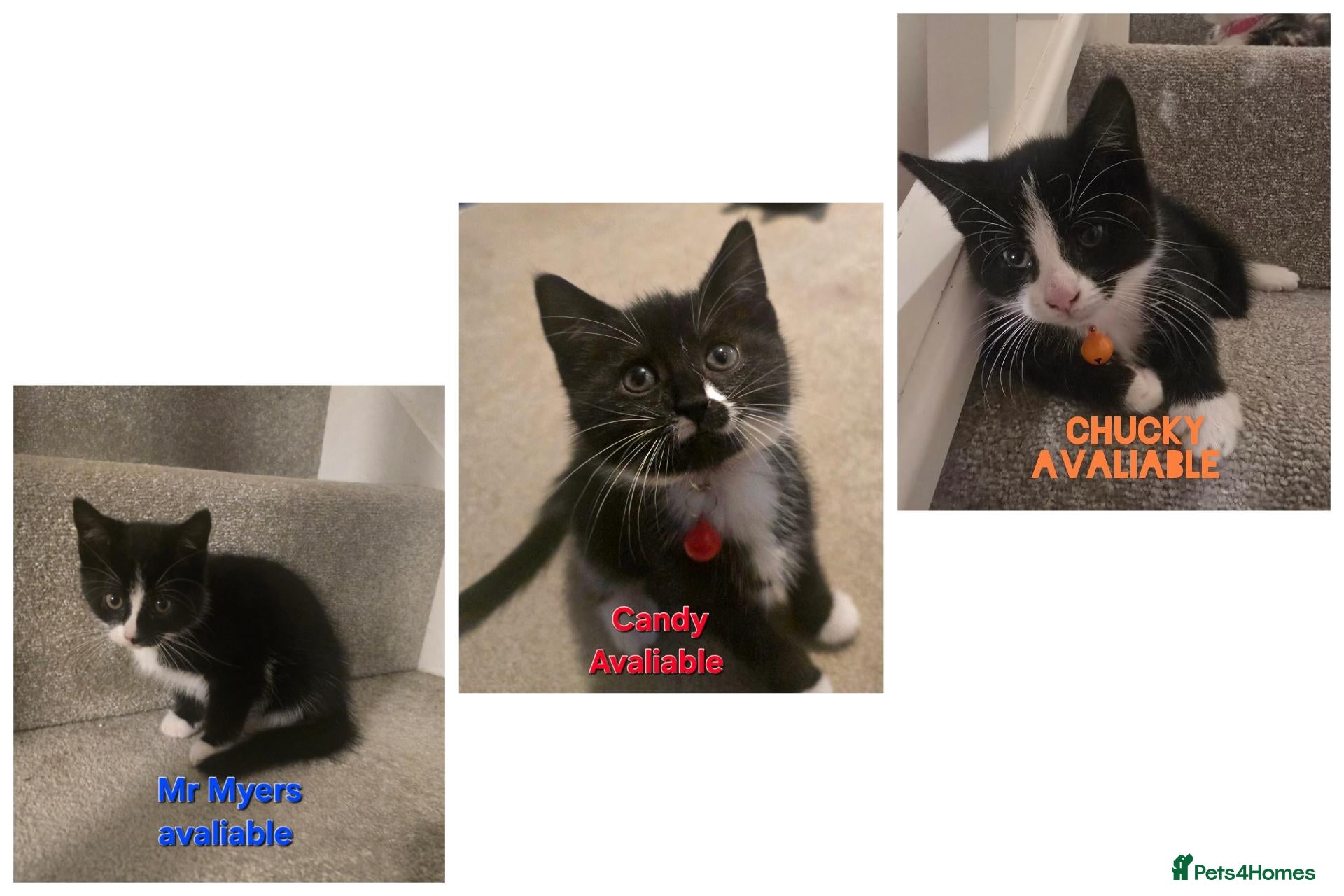 Mixed Breed cats *2 BOYS 1 GIRL*  Tuxedo's looking for homes 🏡  - Advert 3