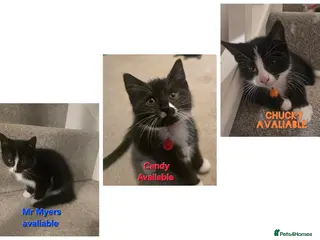 Mixed Breed cats *2 BOYS 1 GIRL* Tuxedo's looking for homes 🏡 - Advert 3