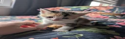 Mixed Breed cats for sale: Gorgeous Kittens Looking for Their Forever Homes in West Calder - Advert 7