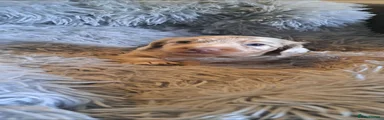 Miniature Dachshund 1