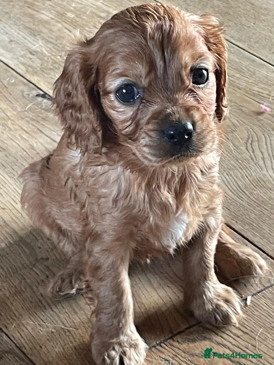 Cockalier dogs for sale: ❤️ Beautiful Cockerlier Puppies – Ready to go ❤️ in Diss - Advert 2