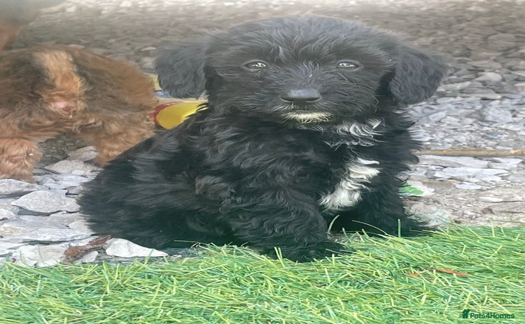 Doxiepoo dogs - Advert 2