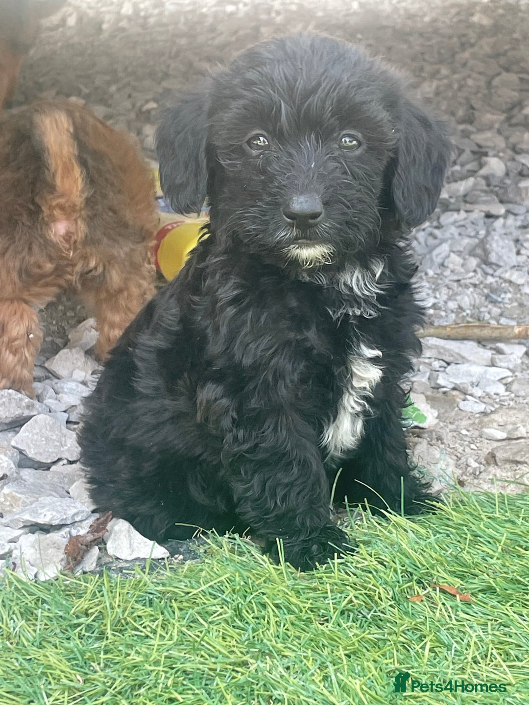 Doxiepoo dogs for sale: Doxiepoos - Image 1