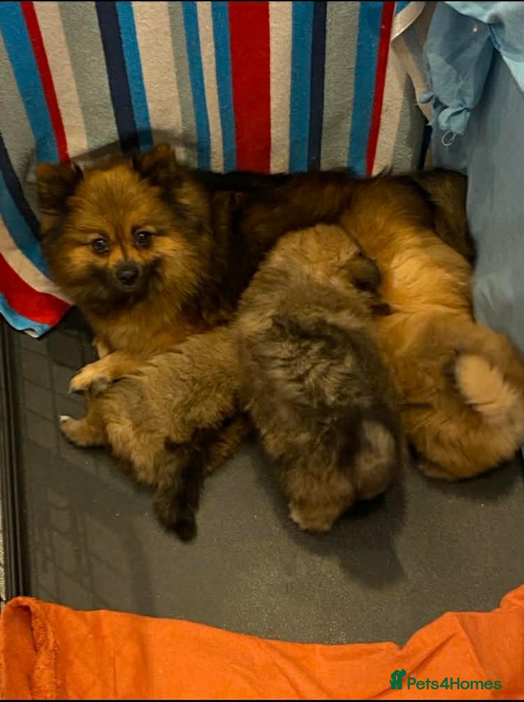 Pomeranian dogs for sale: Beautiful Pomeranians 🤍 - Advert 3