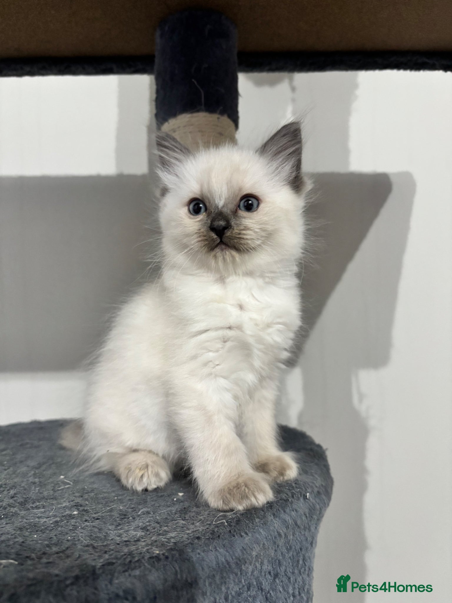 Ragdoll cats Bluepoint Ragdoll kittens 1 x boy & 1 x girl left  - Advert 1