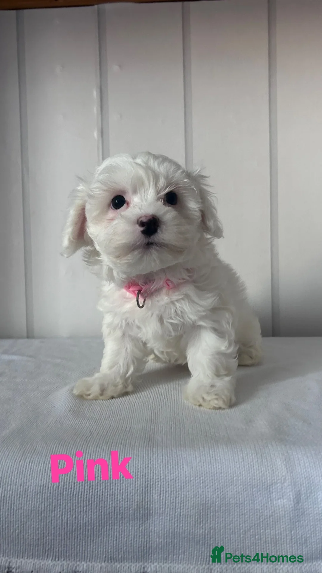 Maltese dogs for sale: Adorable Maltese Puppies for Sale  - Advert 4