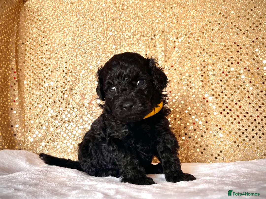 Poodle dogs for sale: 🌟Stunning Mini Poodles🌟CHAMPION LINES, DNA CLEAR - Advert 2