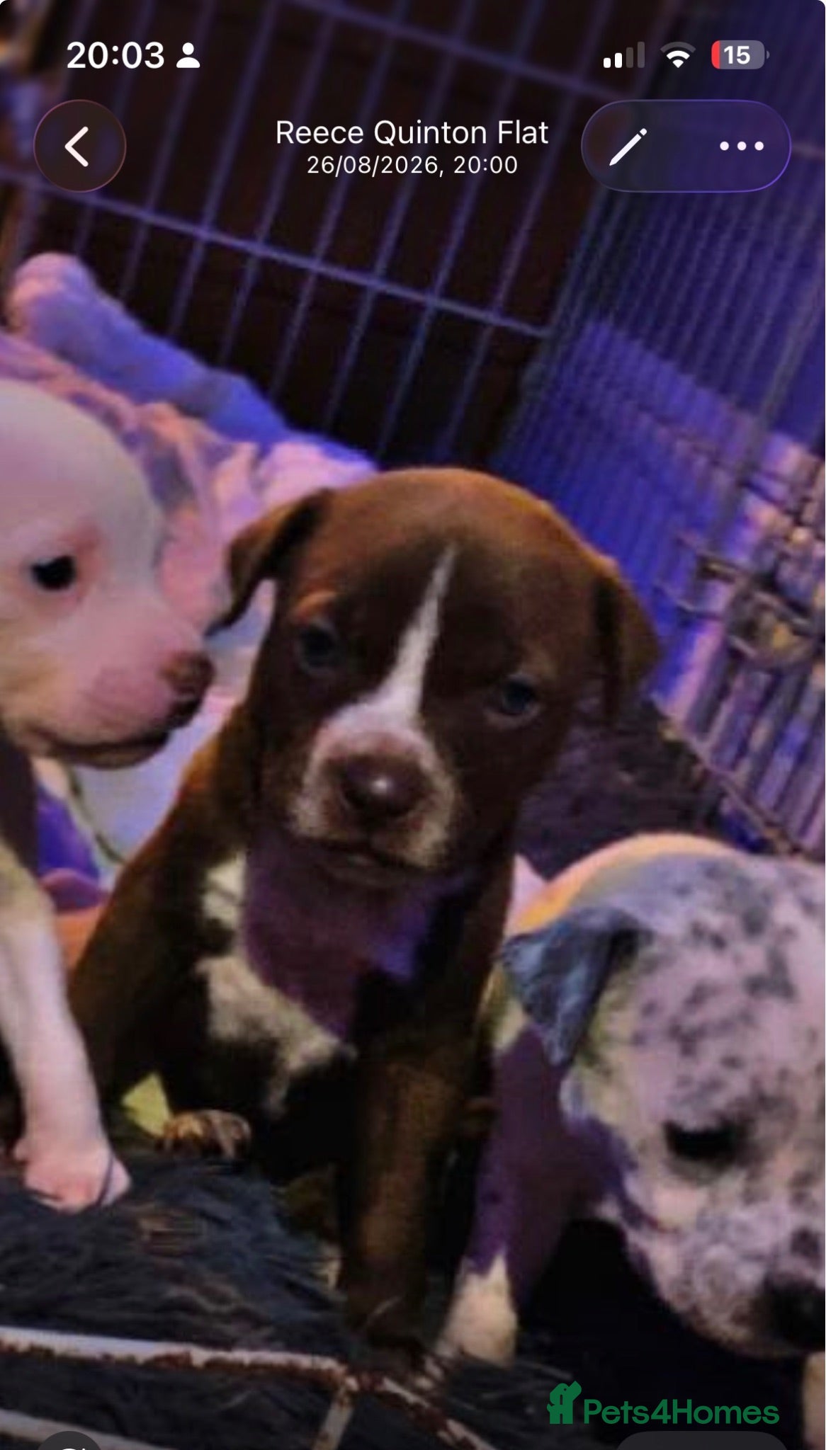 Mixed Breed dogs German Staff x bull mastif - Advert 2