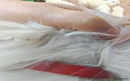 Bichon Frise dogs for sale: In search of a sweet home - Image 10