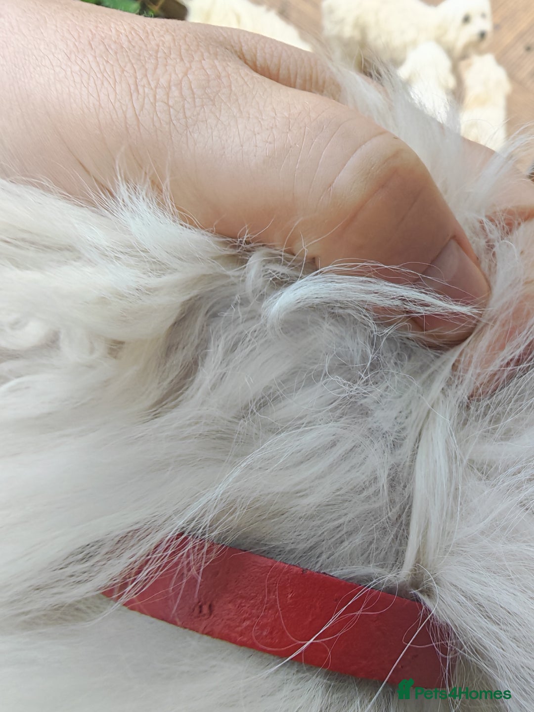 Bichon Frise dogs for sale: In search of a sweet home - Image 10