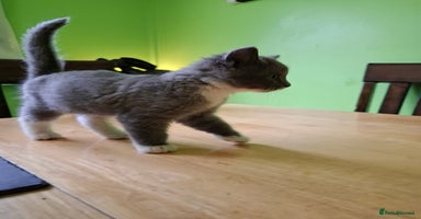 Mixed Breed cats - Advert 15
