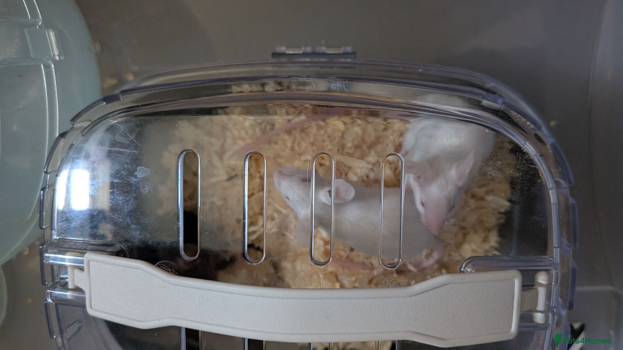 Mouse rodents 3 male 1 female mice  - Advert 3