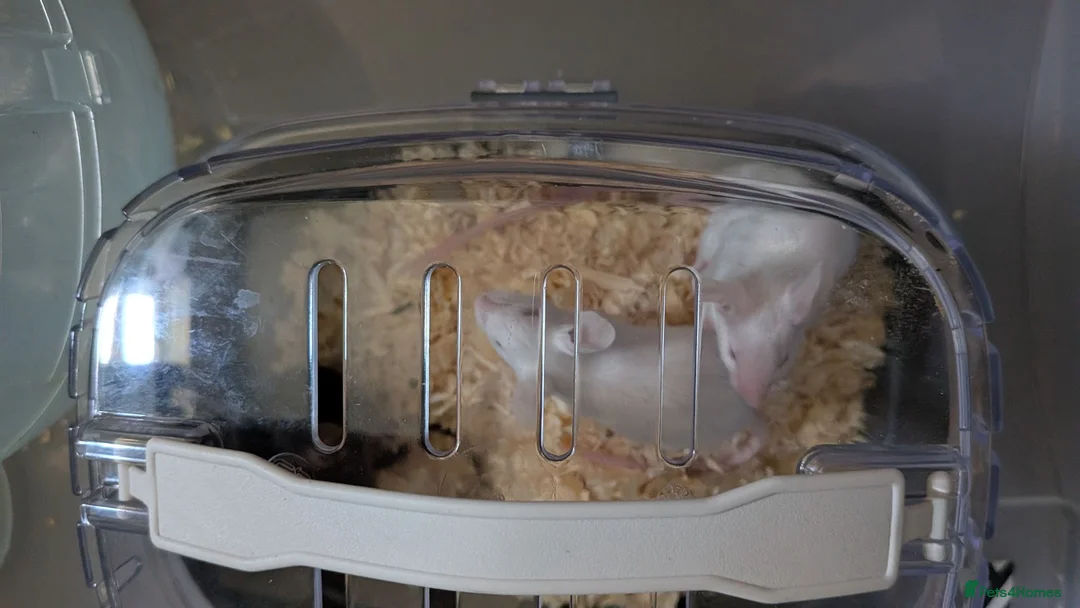 Mouse rodents for sale: 3 male 1 female mice  - Advert 1