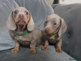 Miniature Dachshund dogs Miniature dachshund - Advert 9