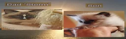 Ragdoll cats for sale: Ragdoll kittens for sale  - Advert 9