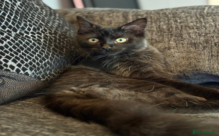 Siberian cats - Advert 4