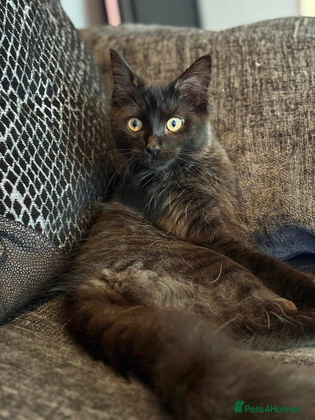 Siberian cats for sale: Urgent  - Image 1