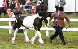 Other Breed horses for sale: Fresian x Traditional cob - Image 2