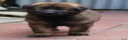 German Shepherd dogs for sale: KC REG OLD STYLE GERMAN SHEPHERD PUPPIES   - Advert 7