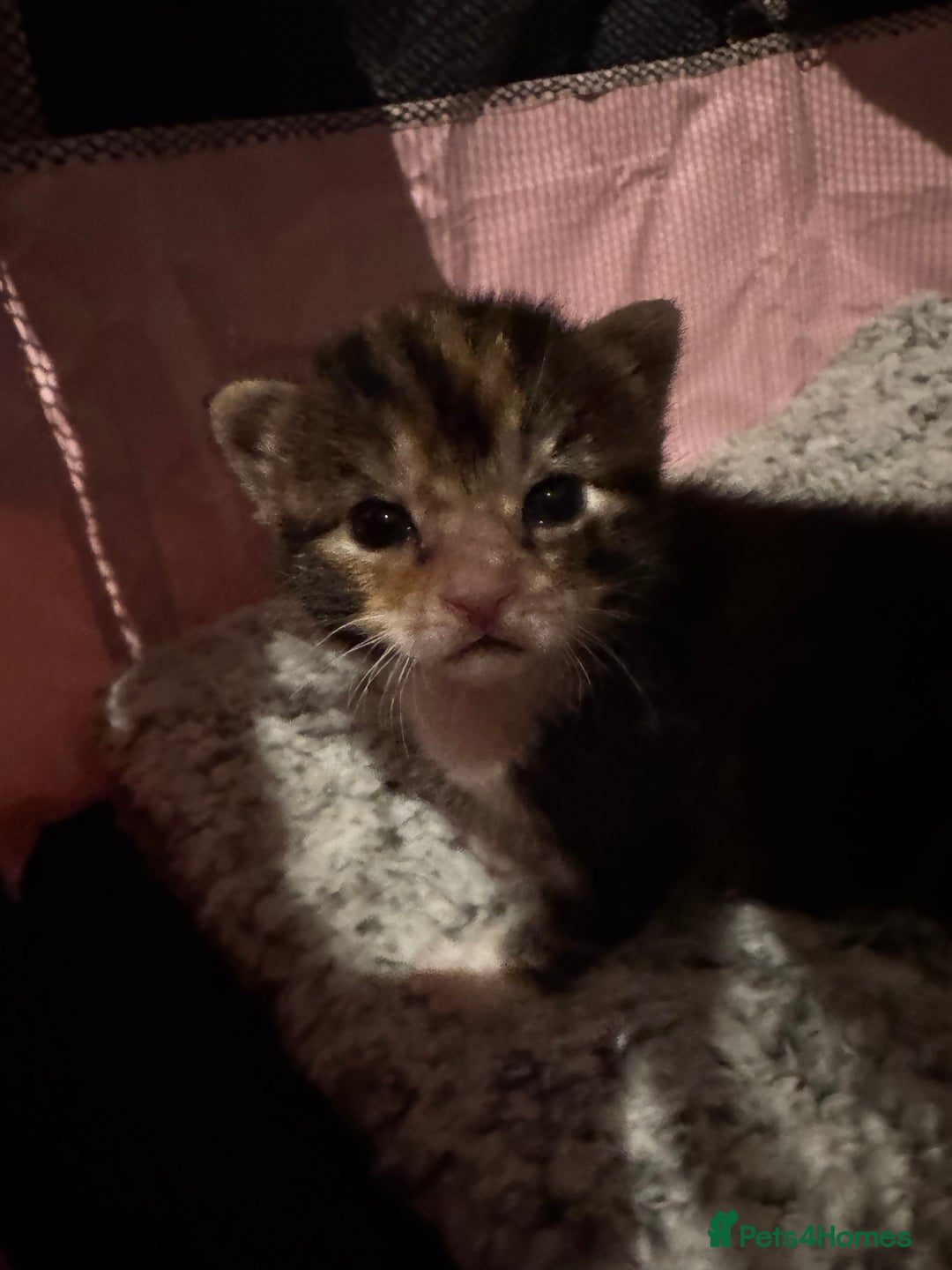 Mixed Breed cats for sale: Beautiful half Maine coon kittens  - Advert 5