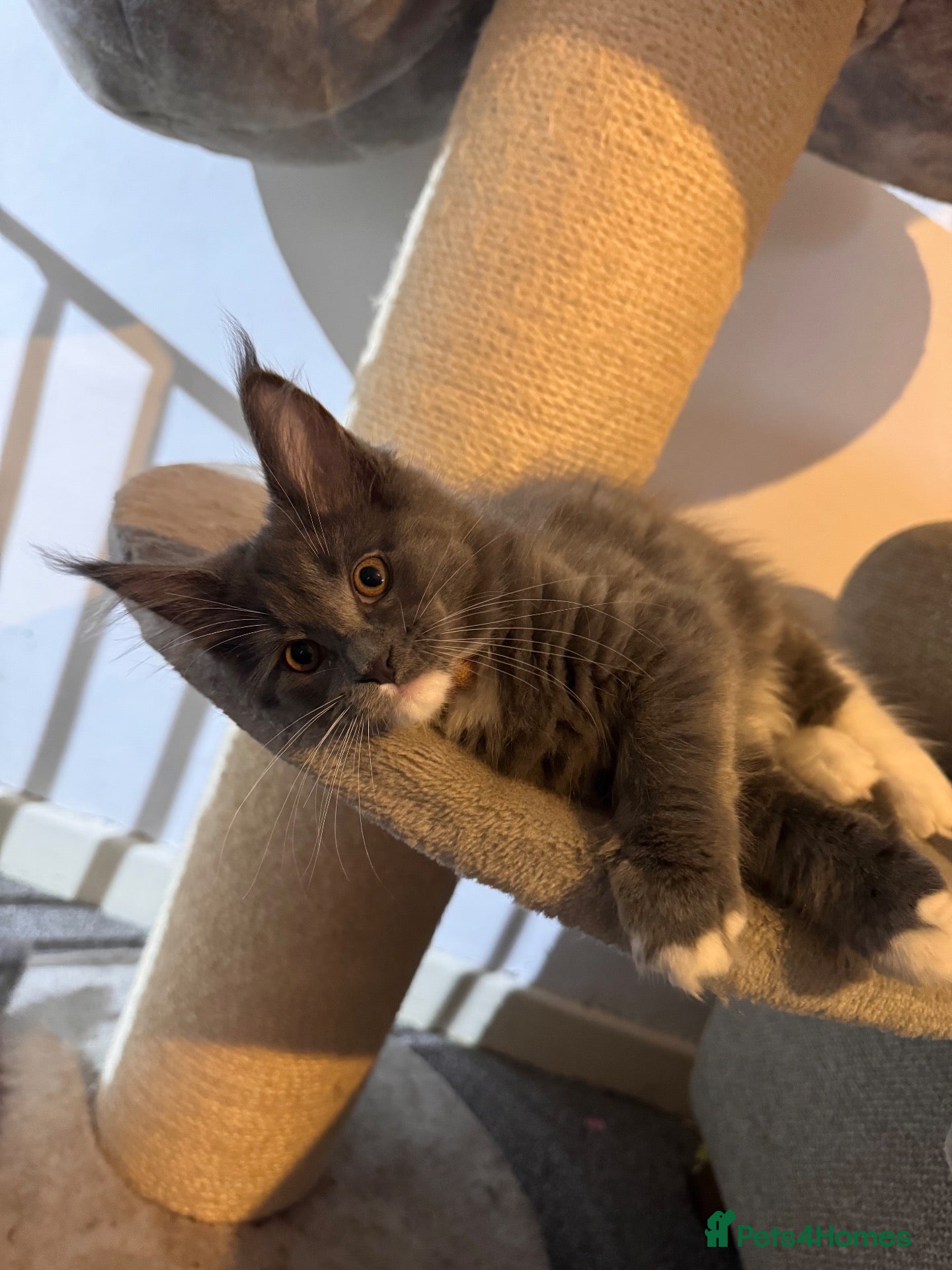 Maine Coon cats Ready for Homes Maine Coon Kittens available - Advert 1