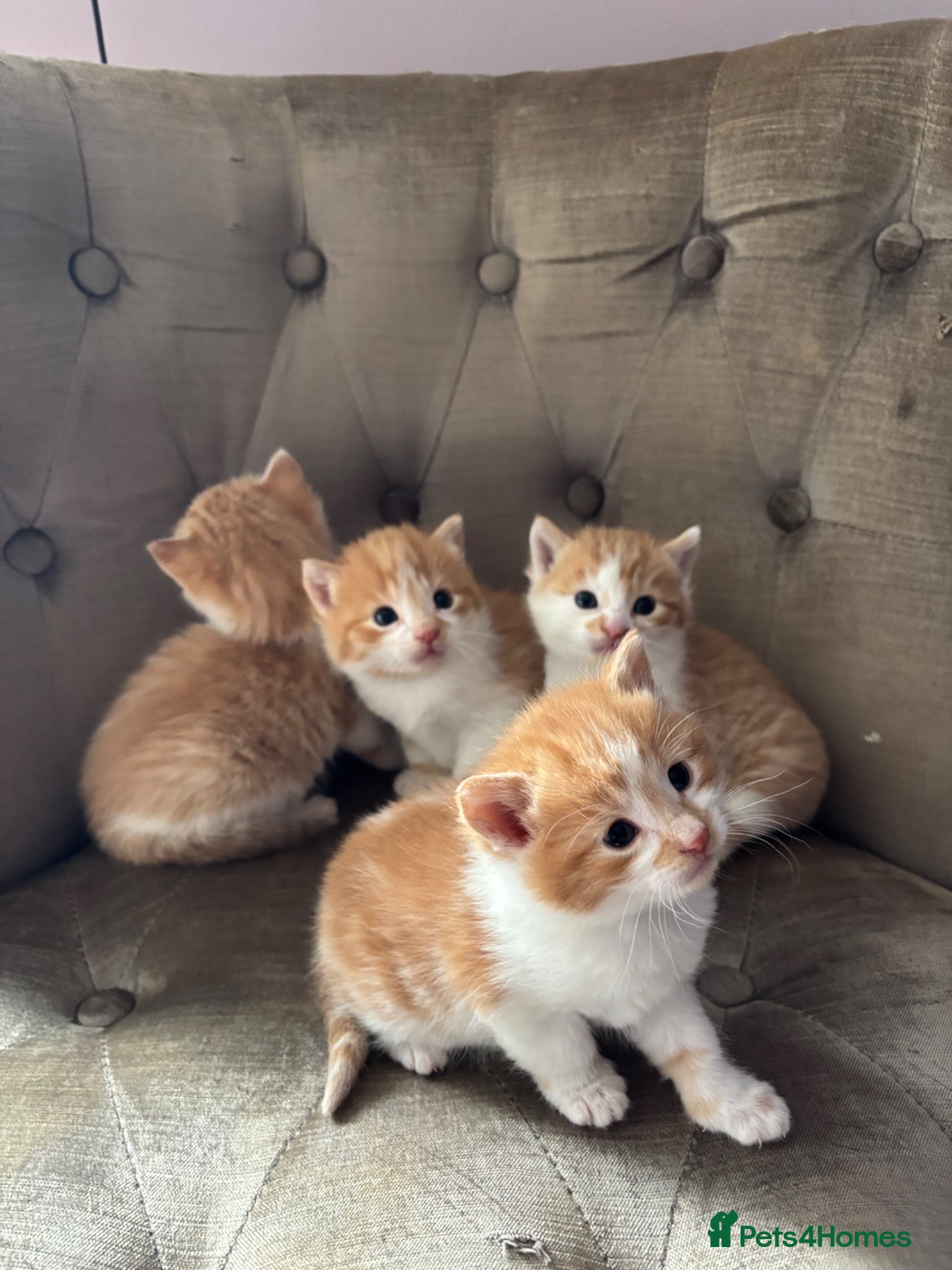 Mixed Breed cats Kittens beautiful mainecoon cross ready today - Advert 1