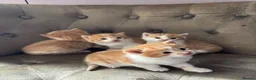 Mixed Breed cats for sale: Kittens 2girls 2boys left ginger/white ready today - Advert 4