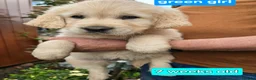 Golden Retriever dogs for sale: KC Golden Retriever Puppies 1x GIRL LEFT   - Advert 15