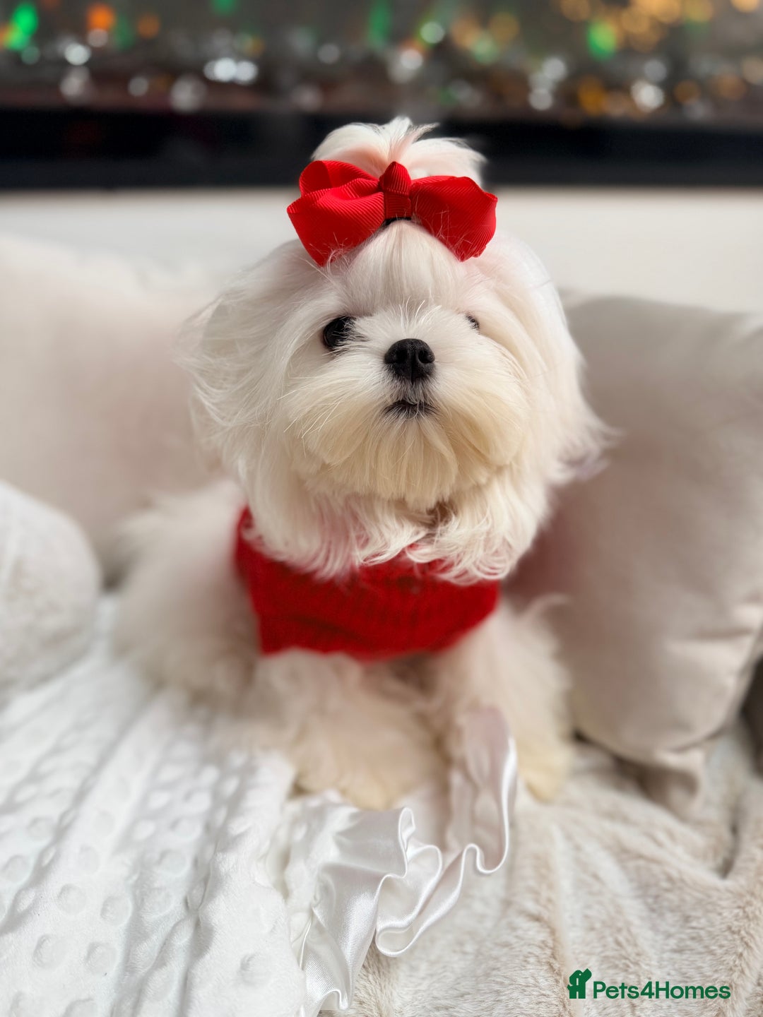 Maltese dogs for sale: Beautiful 6 month old Maltese Puppy Ready Now - Advert 12
