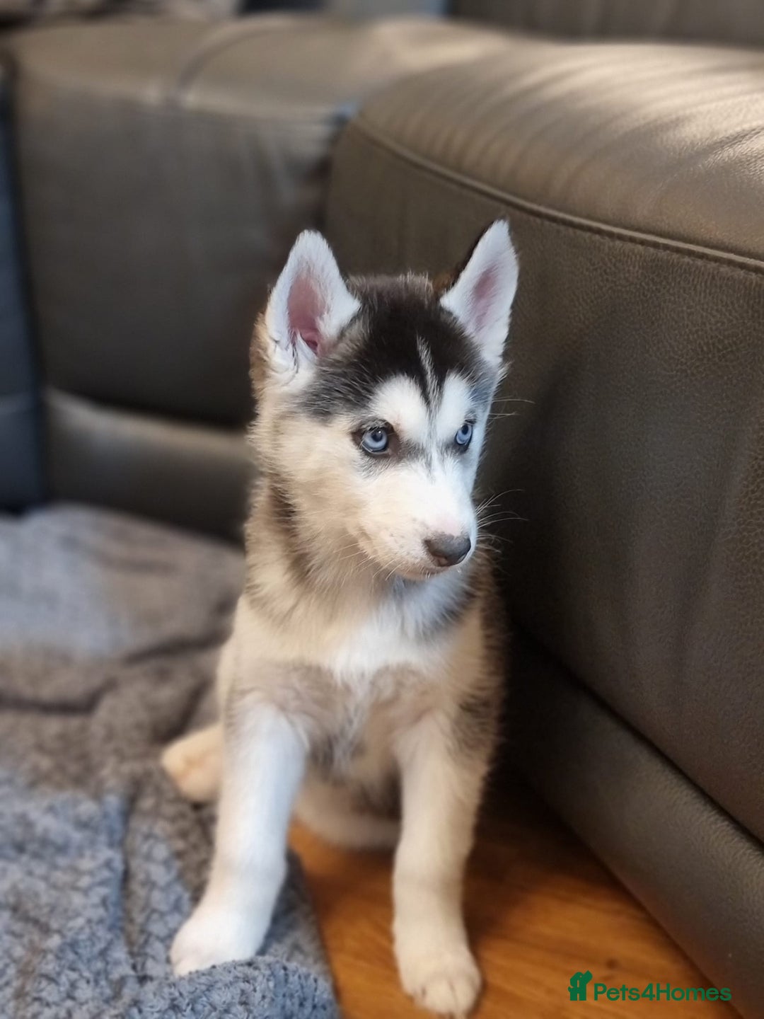 Siberian Husky dogs for sale: Siberian Husky Puppies/8 Weeks Old Glasgow 600each - Advert 3