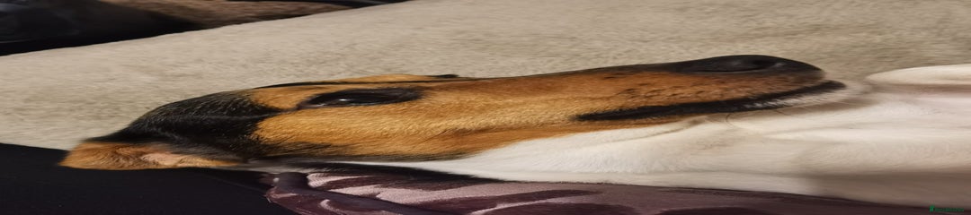 Jack Russell 4 years old