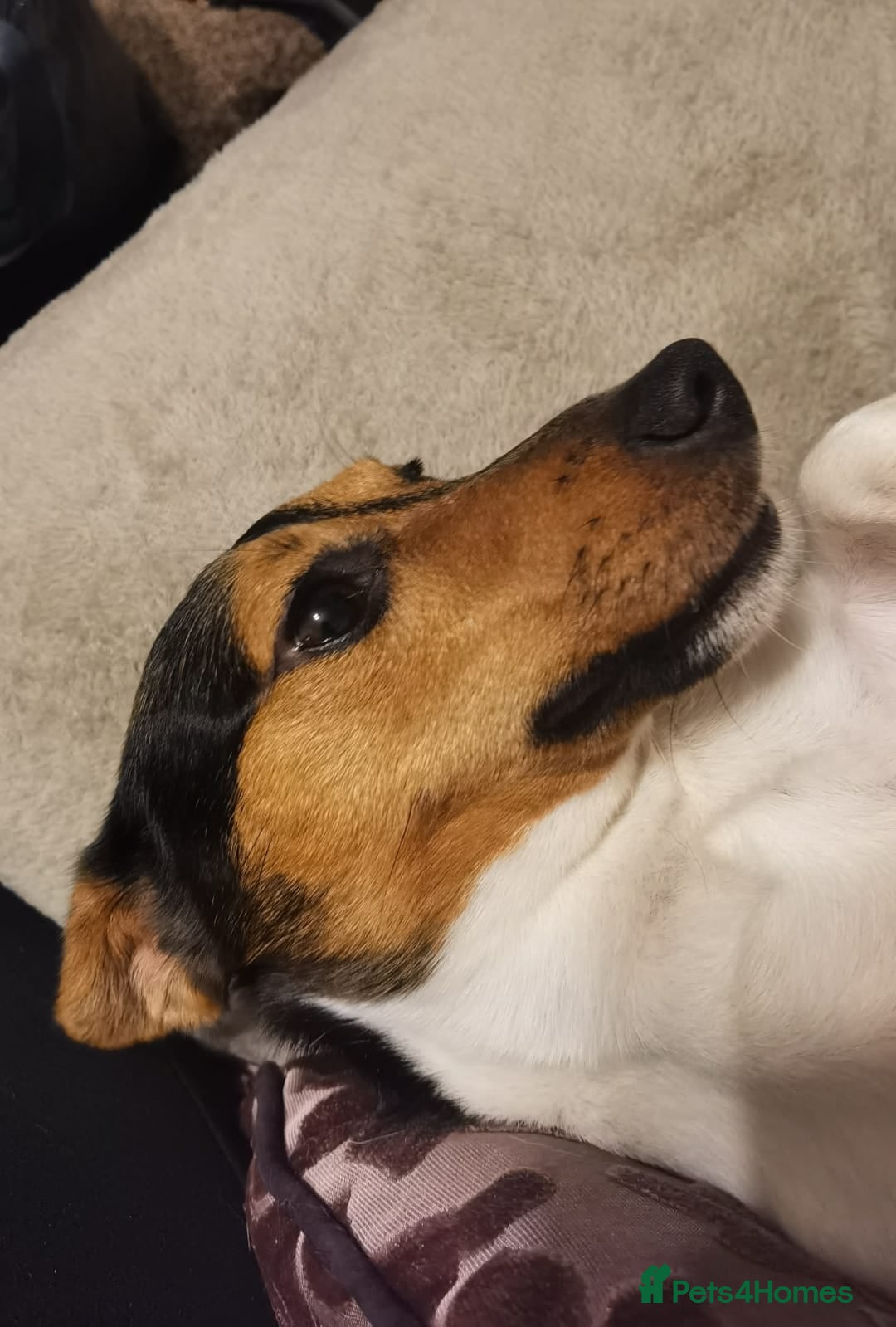 Jack Russell dogs for sale: Shiloh - Image 6